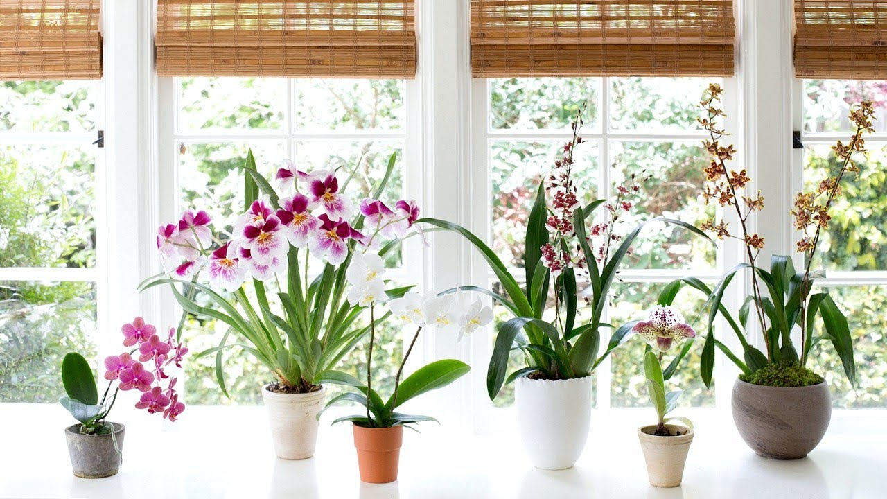 How To Grow And Repotting Orchids  Gardening Tips