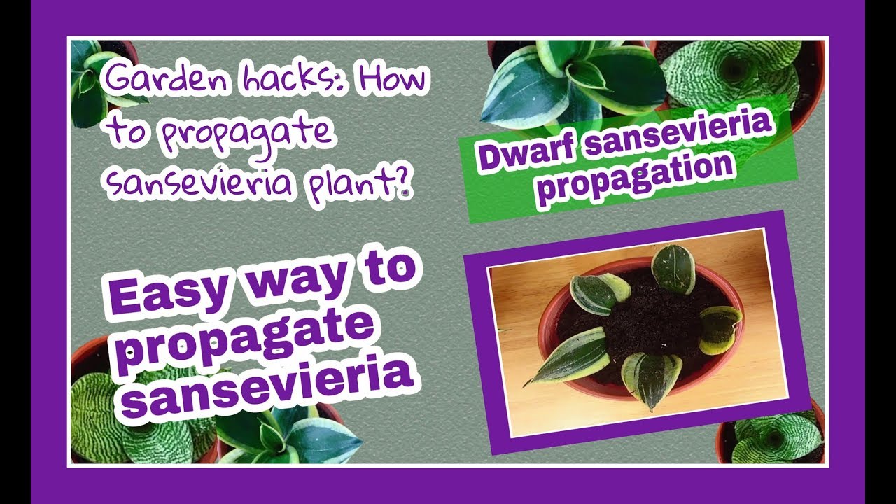 Garden hacks : How to propagate sansevieria plant? | Easy way to propagate sansevieria