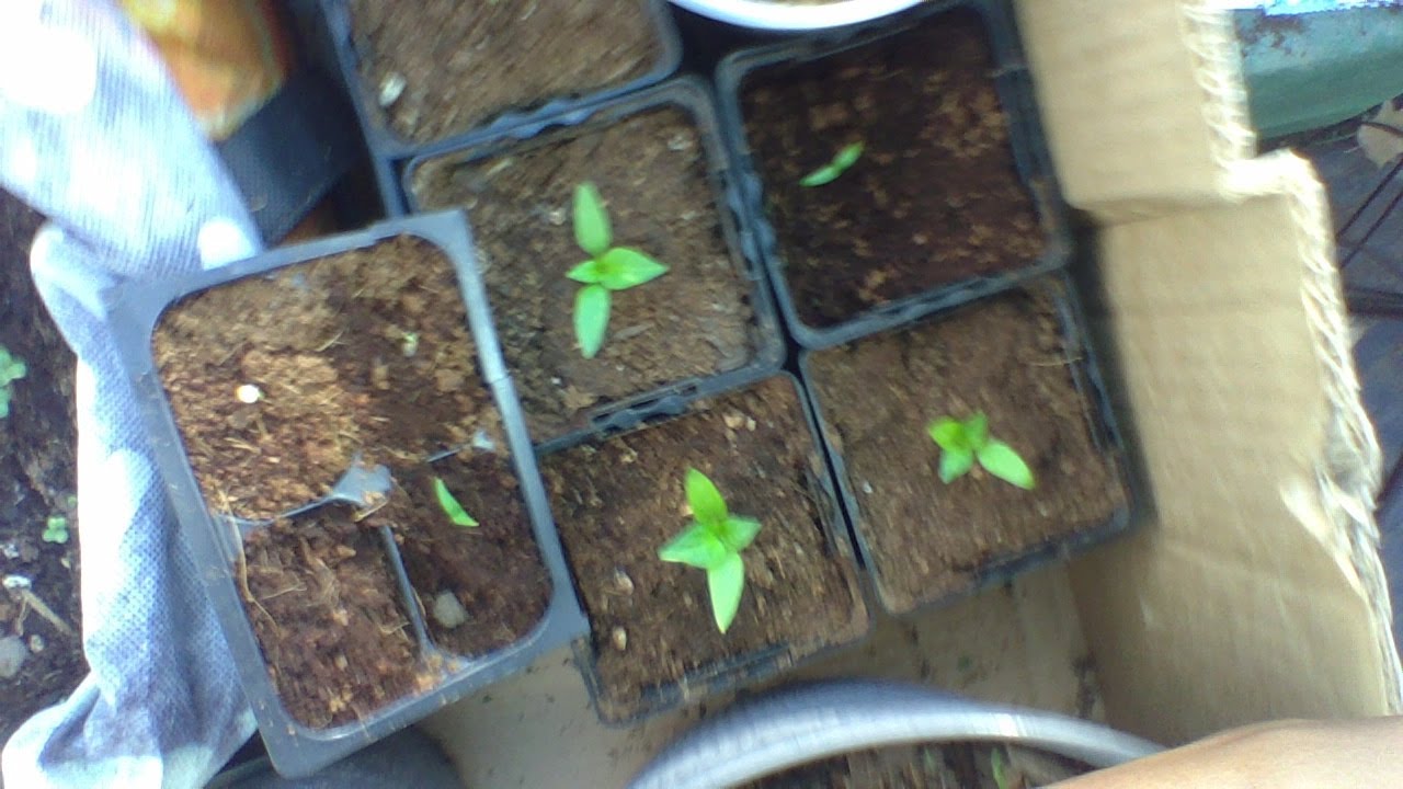 HOW TO START SEEDS INSIDE  30 DAY UPDATE . Gardening For Beginners 2020. Grow your own food.