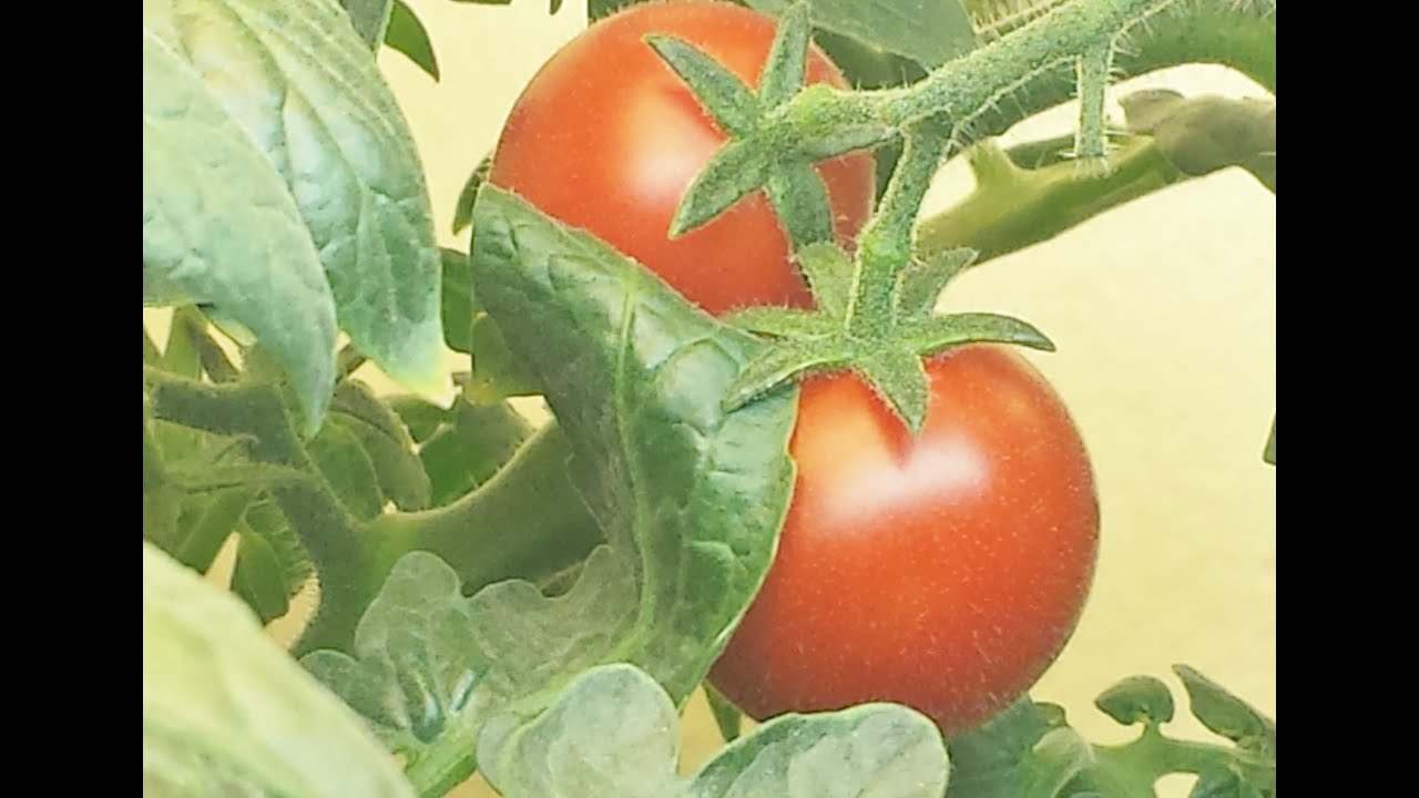 Grow  A Tomato Plant Indoors : Easy How-To Tutorial