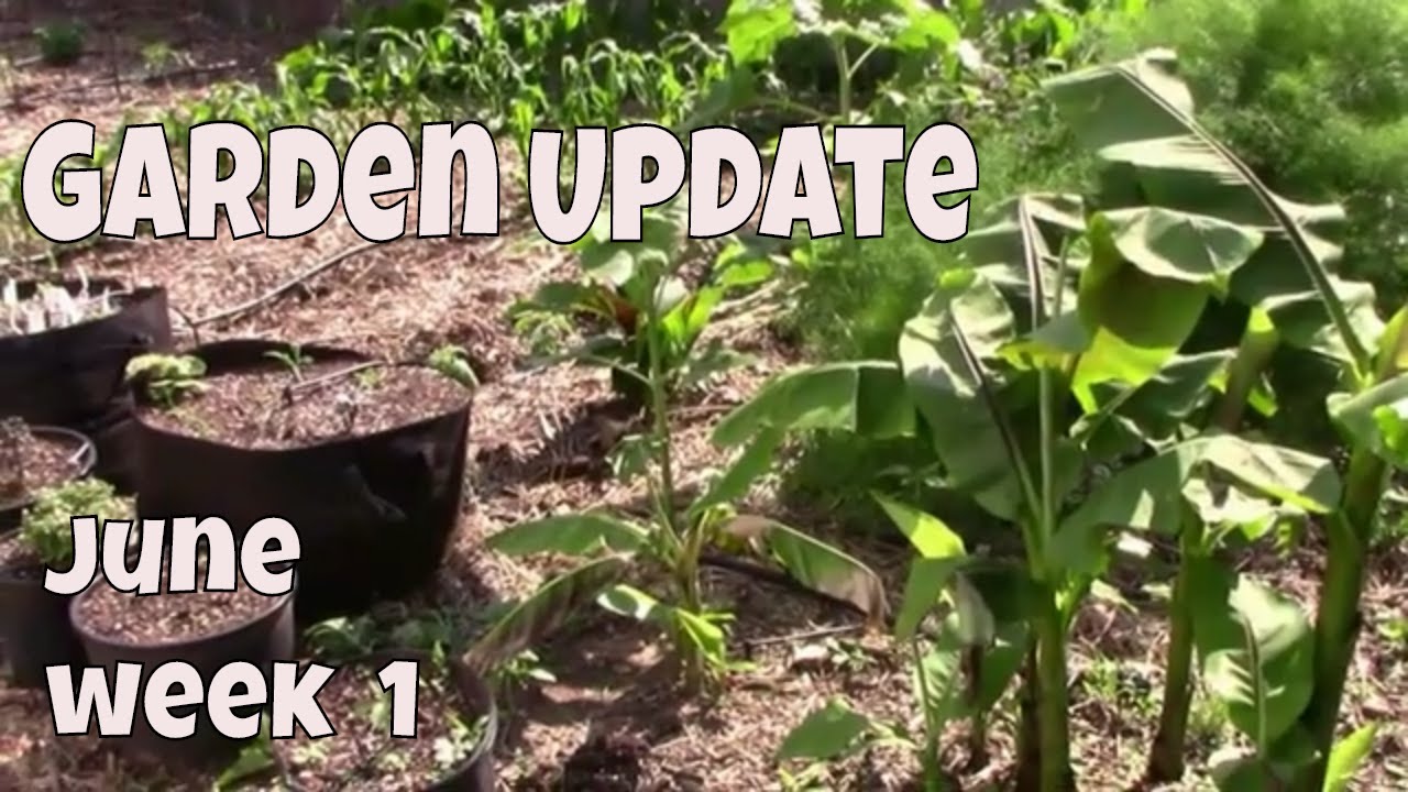 June Garden Update in Our Zone 6 Midwest Vegetable Garden  Week One