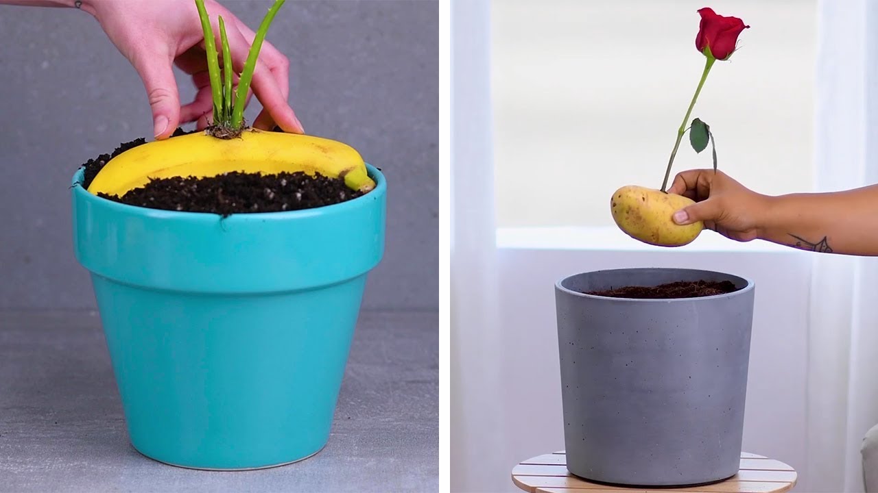 12 Indoor Gardening Hacks That Make You Throw Your Hands up and Sprout!