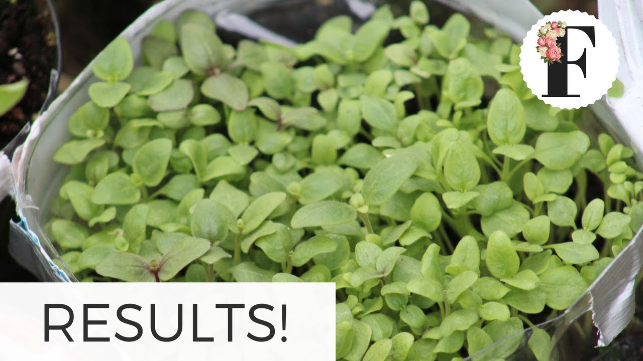 Winter Sowing RESULTS! Part 1  Growing Flowers from Seed Gardening for Beginners Cut Flower Farm