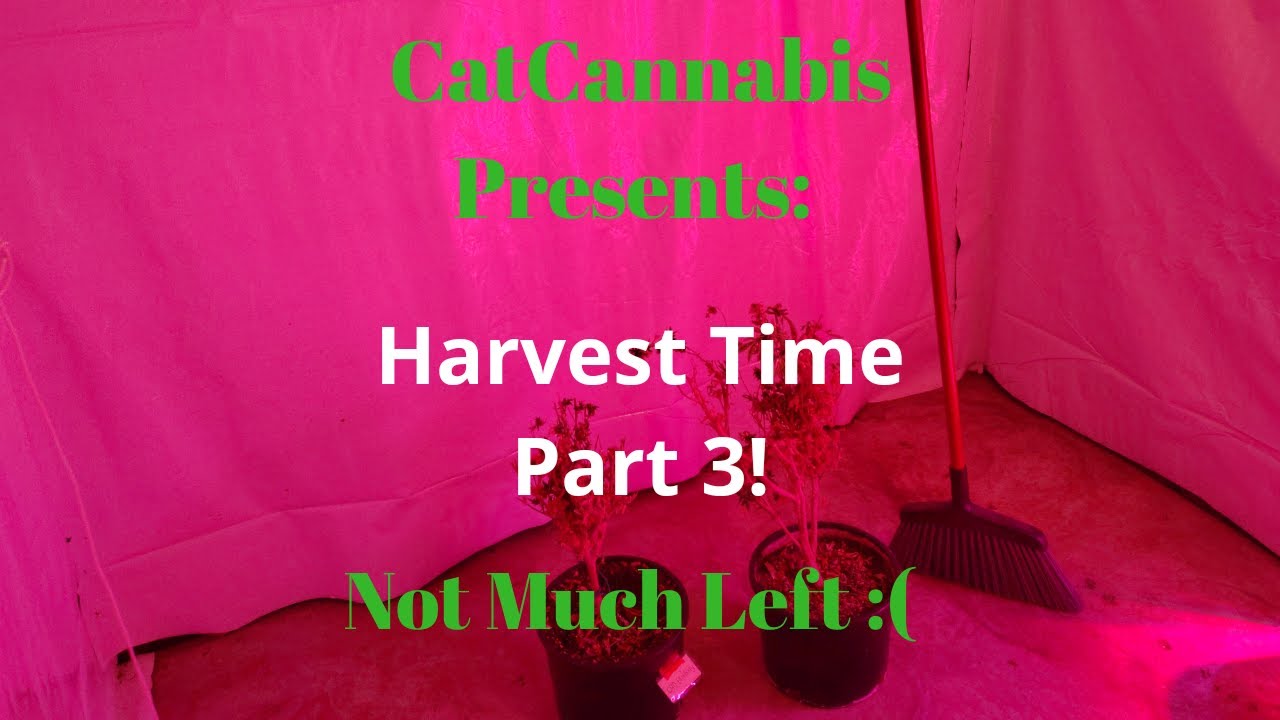 Cannabis Indoor Gardening #16  Harvest Time! Part 3