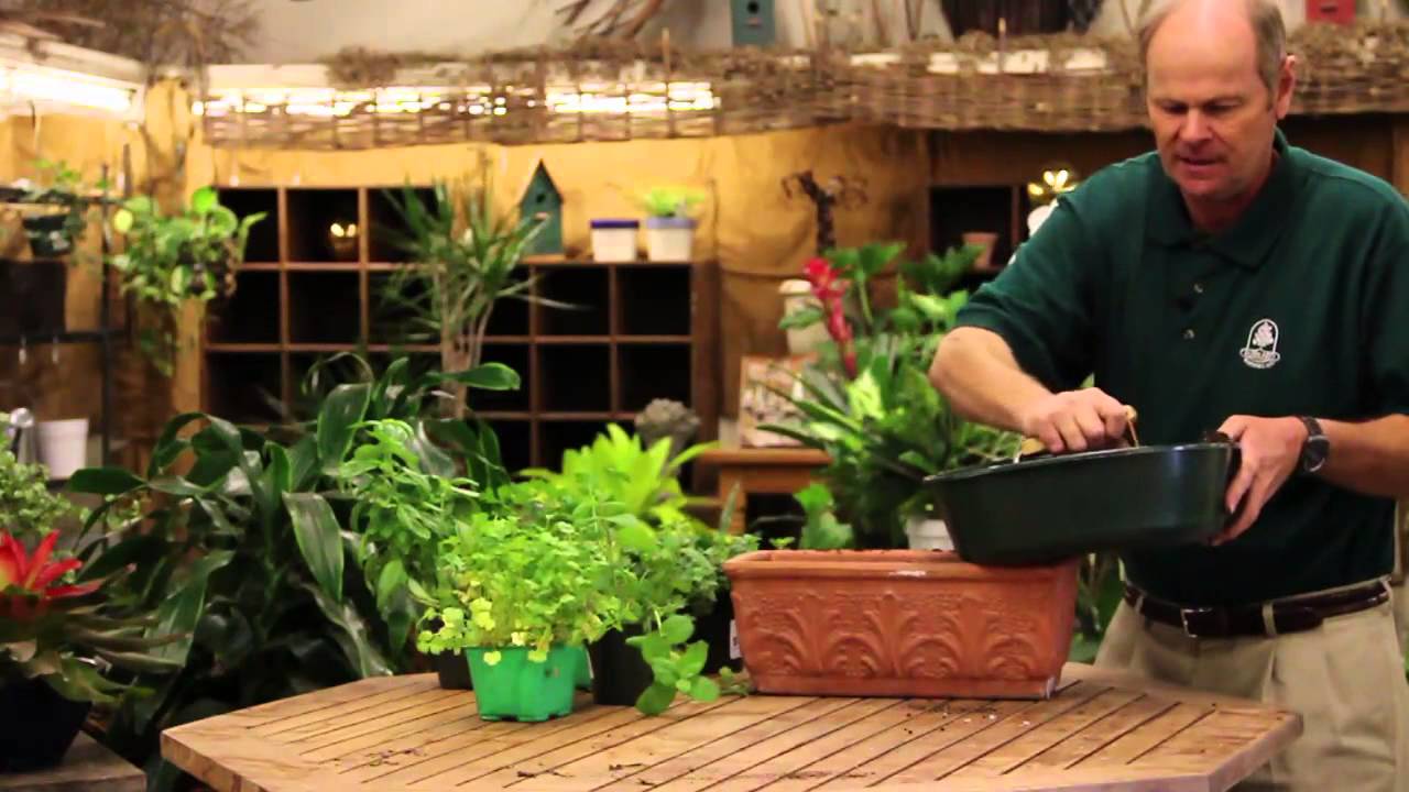 The Best Way to Grow Herbs Indoors