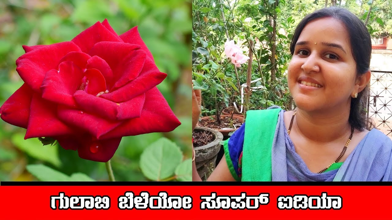     Tips to grow rose at home  Gardening tips  Mr and Mrs Kamath