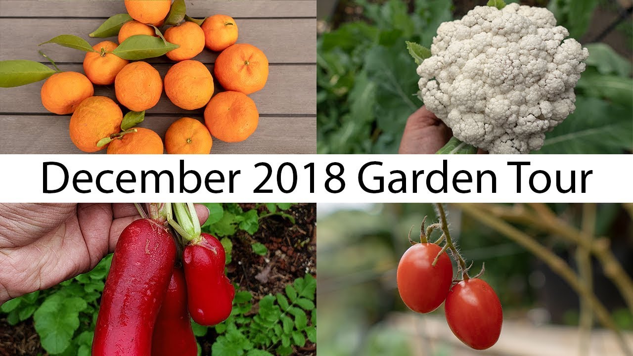 California Garden  December Garden Tour  Gardening Tips, Harvests & More!