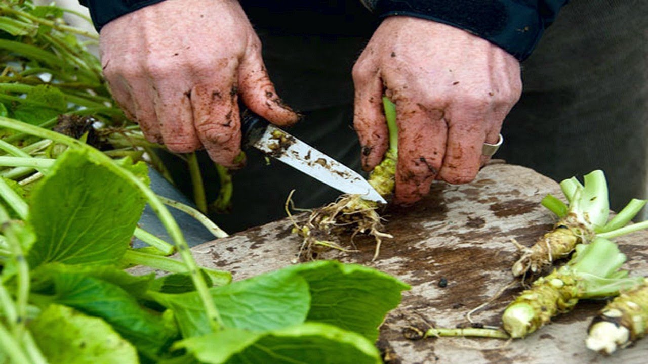 How To Grow Wasabi  Gardening Tips