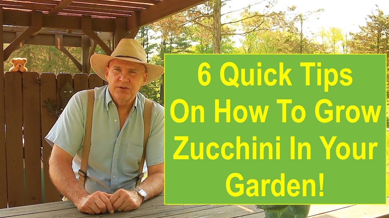6 Quick Tips On How To Grow Zucchini In Your Garden!