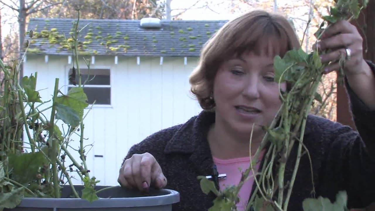 Gardening Tips : Transplanting Hollyhocks