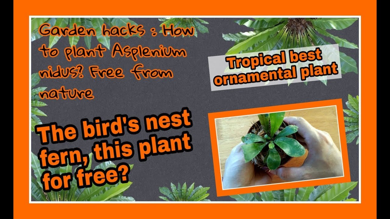 Garden hacks : How to plant Asplenium nidus?  Free from nature