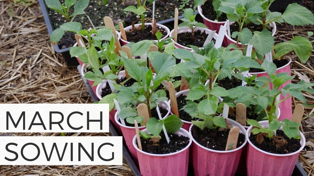 What Im Winter Sowing in March  Cut Flower Garden Annual Flowers