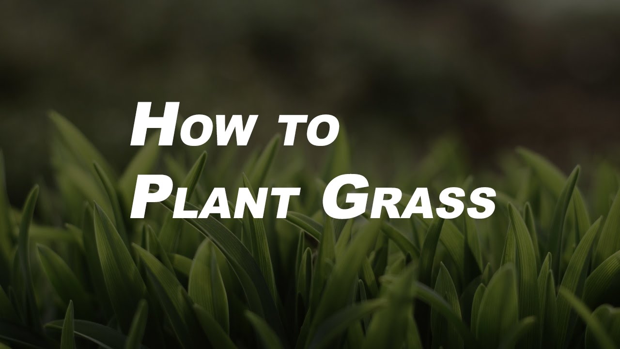 Basic Gardening Tips for Beginners | How to Plant Grass