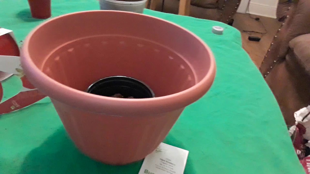 CHEAP Gardening For Beginners! DOLLAR TREE GROW KITS $1. START YOUR GARDEN NOW 2020