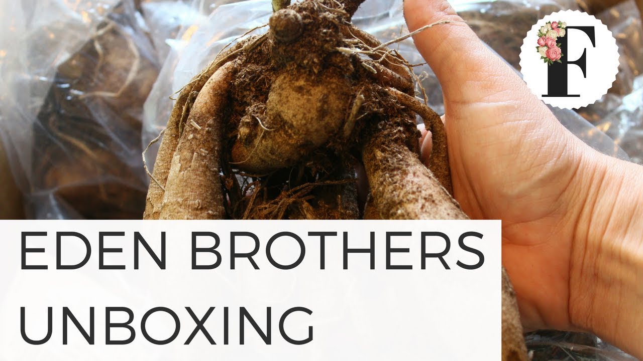 Eden Brothers Dahlia Unboxing: Growing Flowers Gardening for Beginners Cut Flower Garden Plants