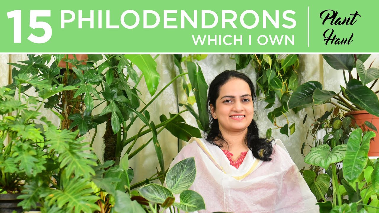 15 Philodendrons I own | Plant Haul | Indoor gardening
