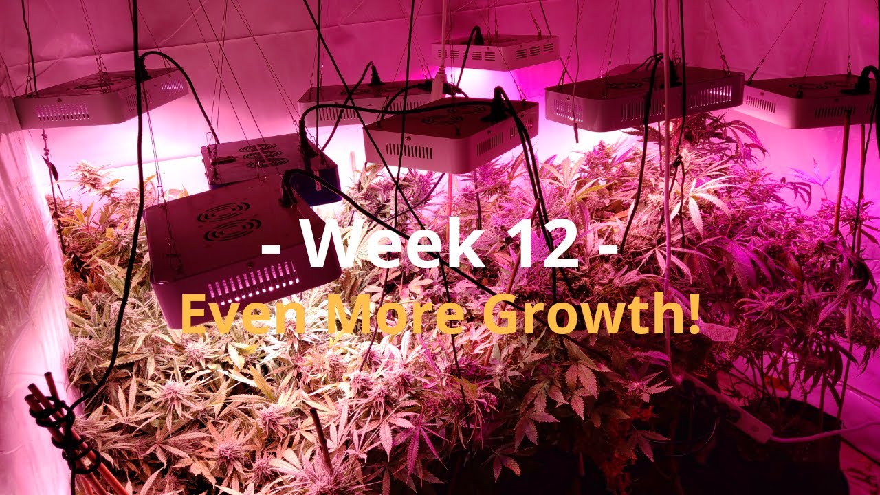 Cannabis Indoor Gardening #12  Even More Growth!