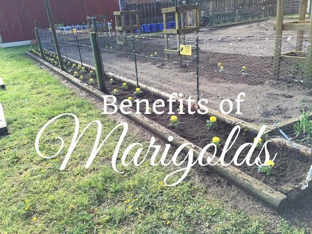 The Benefits Of Planting Marigolds in your Vegetable Garden