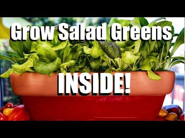 How to Grow Salad Greens INSIDE! // Indoor Garden Series #2