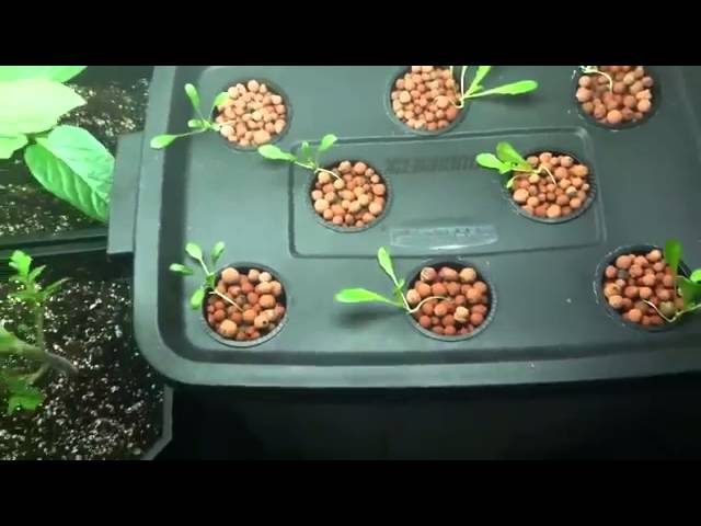 Vegetable gardening for beginners  l  container vegetable gardening beginners