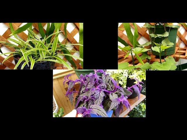Demo and Tips for Best Indoor Gardening