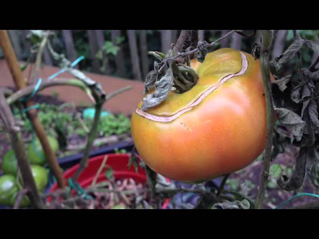 Gardening Hacks   10 Simple Tips for a Successful Vegetable Garden