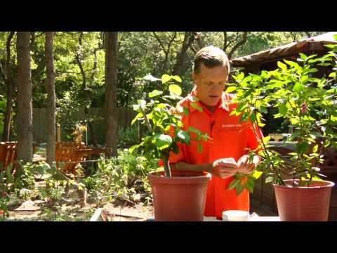 Gardening Tips : Planting Hibiscus