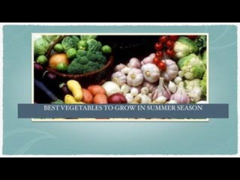 ORGANIC GARDENING FOR BEGINNERS |BEST VEGETABLES FOR SUMMER SEASON l