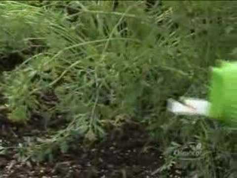 Garden Design Tutorial: Create A Mixed Vegetable And Flower Garden (French Potager)