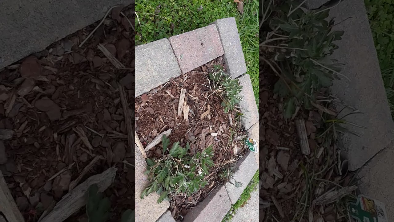 Gardening For Beginners  MY GARDEN TOUR  CHEAP GARDENING  2020