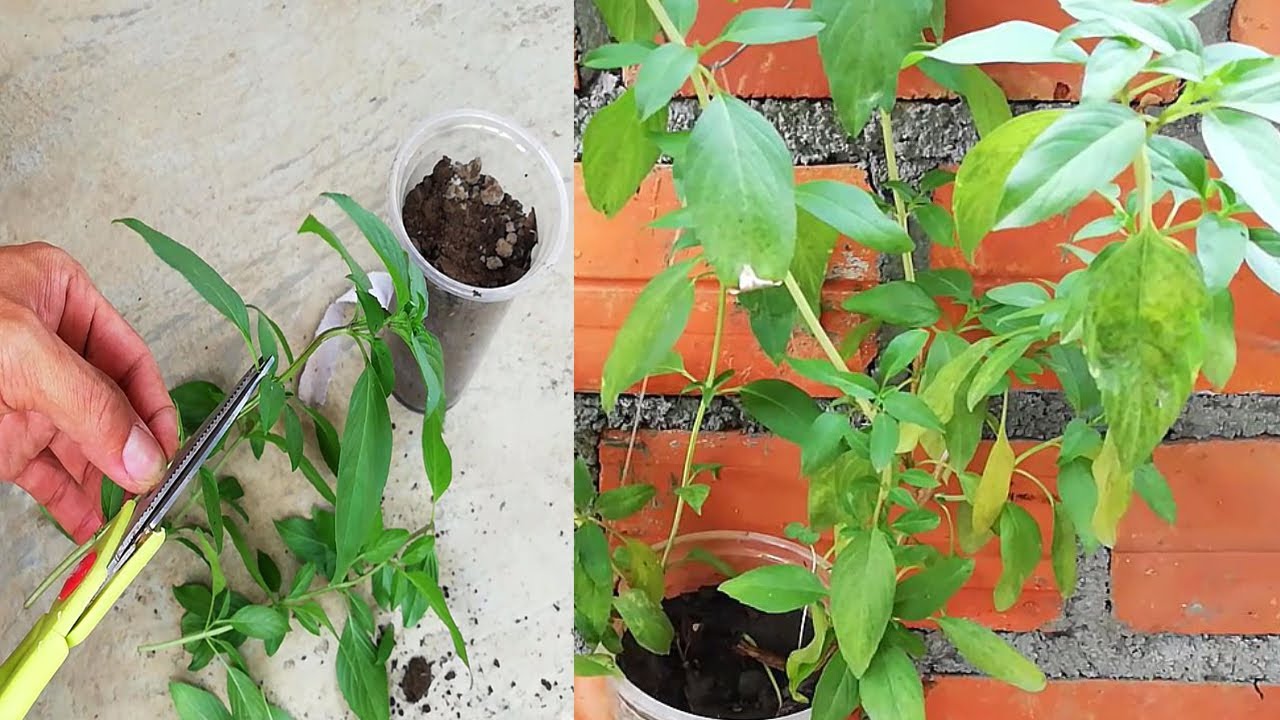 How to grow Basil cuting easy indoor gardening with plastic battle|Tv Play Ideas