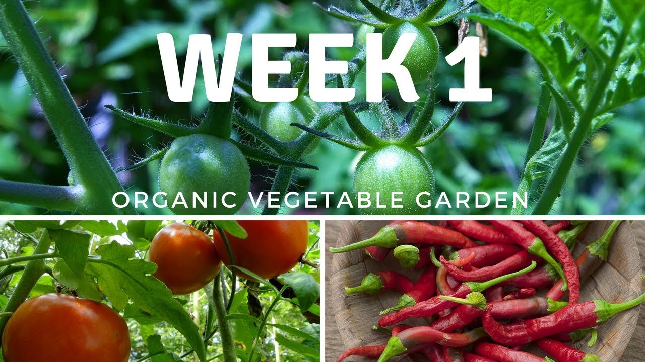 Vegetable Gardening For Beginners : Planting & Design Ideas (Week 1)