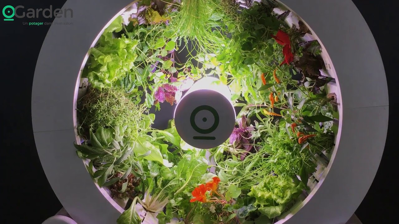 OGarden   Indoor Gardening System   NewsWatch Review – ONLY 3 DAYS LEFT IN OUR KICKSTARTER CAMPAIGN