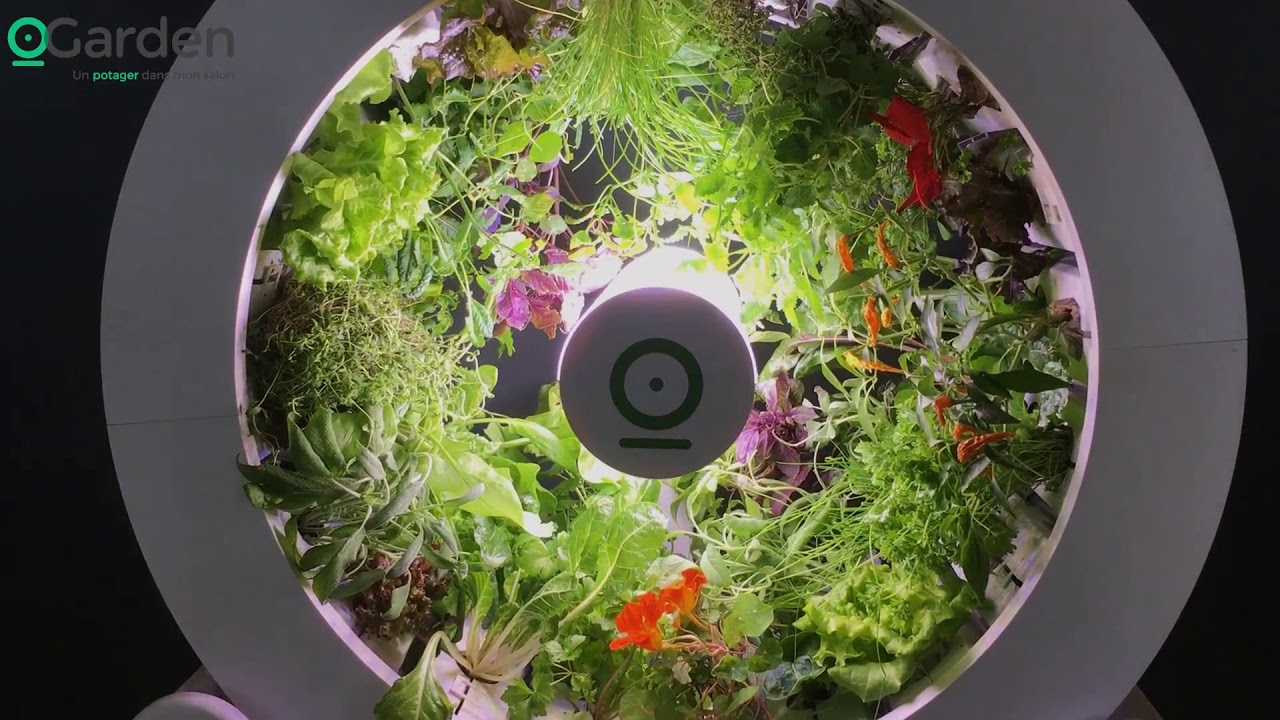 OGarden   Indoor Gardening System   NewsWatch Review  ONLY 3 DAYS LEFT IN OUR KICKSTARTER CAMPAIGN