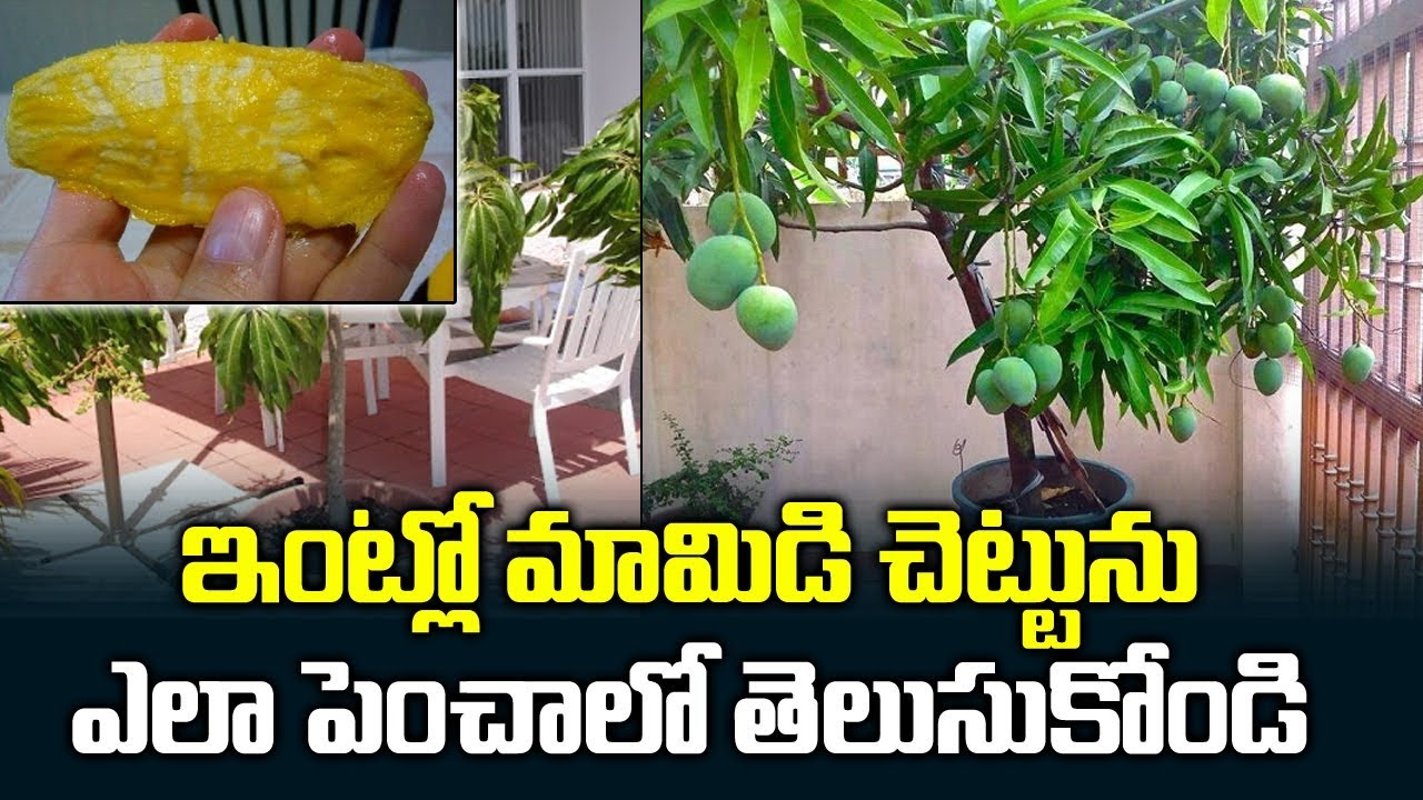 How to Grow Mango Tree at Home || Terrace Gardening Ideas || Fruits || SumanTV Tree