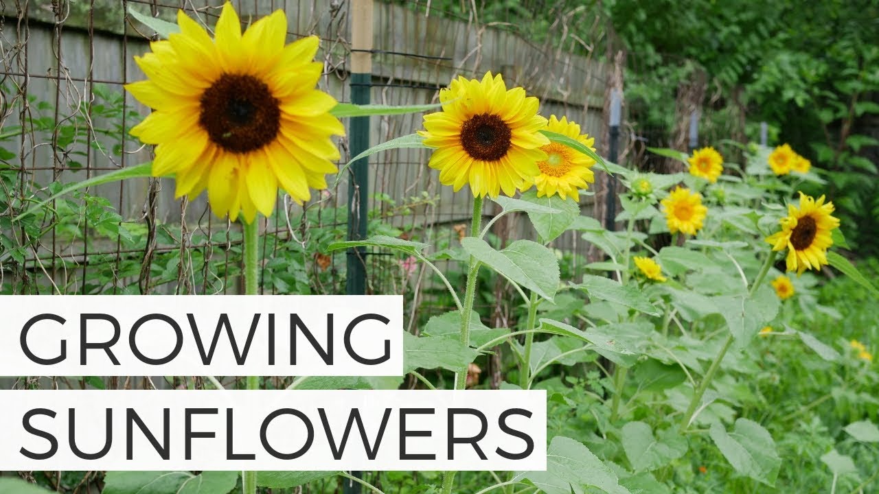 How to Grow Sunflowers from Seed  Cut Flower Gardening for Beginners