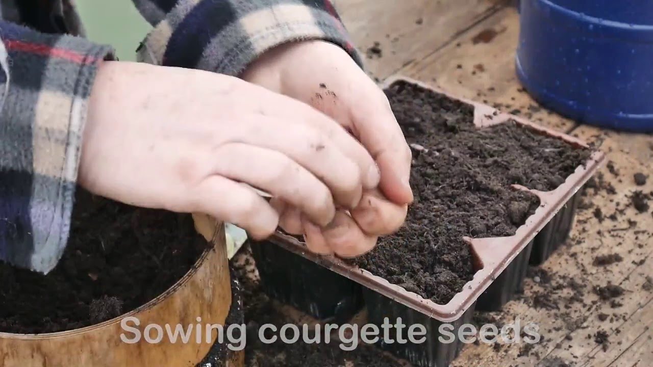 How to Sow Courgette Seeds | Handy Gardening Hacks
