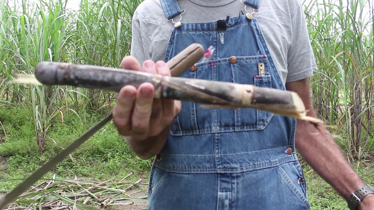 Sugar Cane ~~ TIPS ~~ Gardening 101