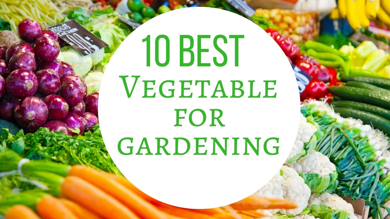 Growing Vegetables In Pots For Beginners  10 Best Vegetables For Container Gardening