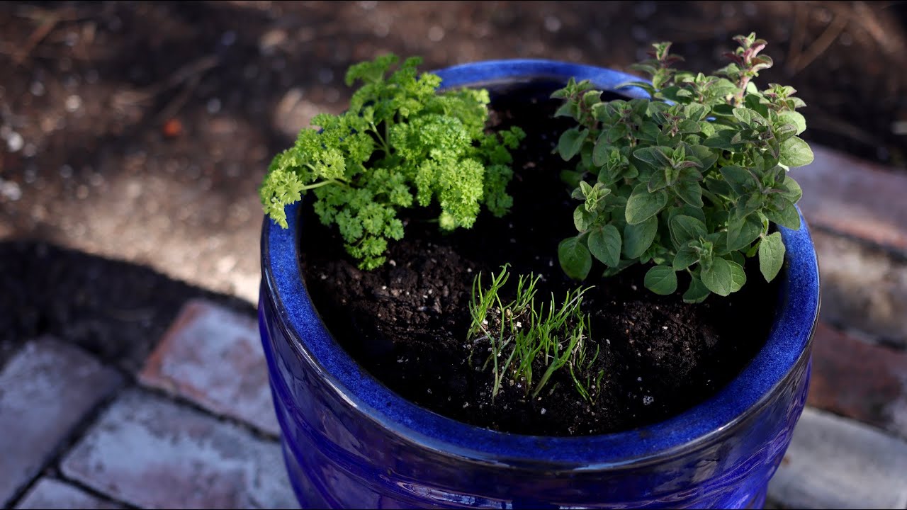 Planting Herbs in Containers for Beginners ?// Garden Answer