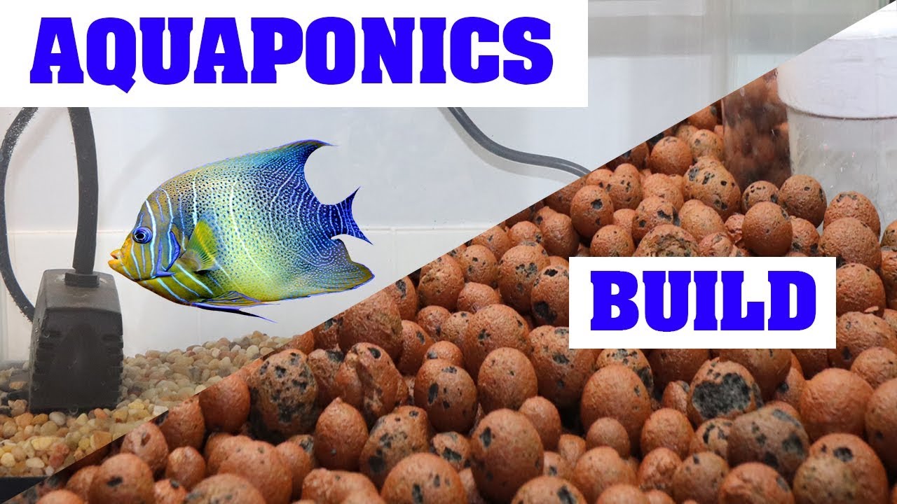 How To Build an Aquaponics System For Indoor Gardening