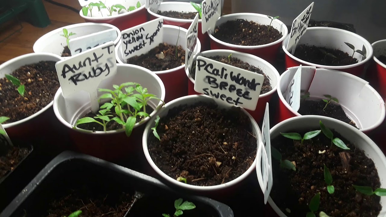 HOW TO THIN YOUR SEEDLINGS! GARDENING FOR BEGINNERS 2020  CHEAP AND EASY  TOMATO AND PEPPERS