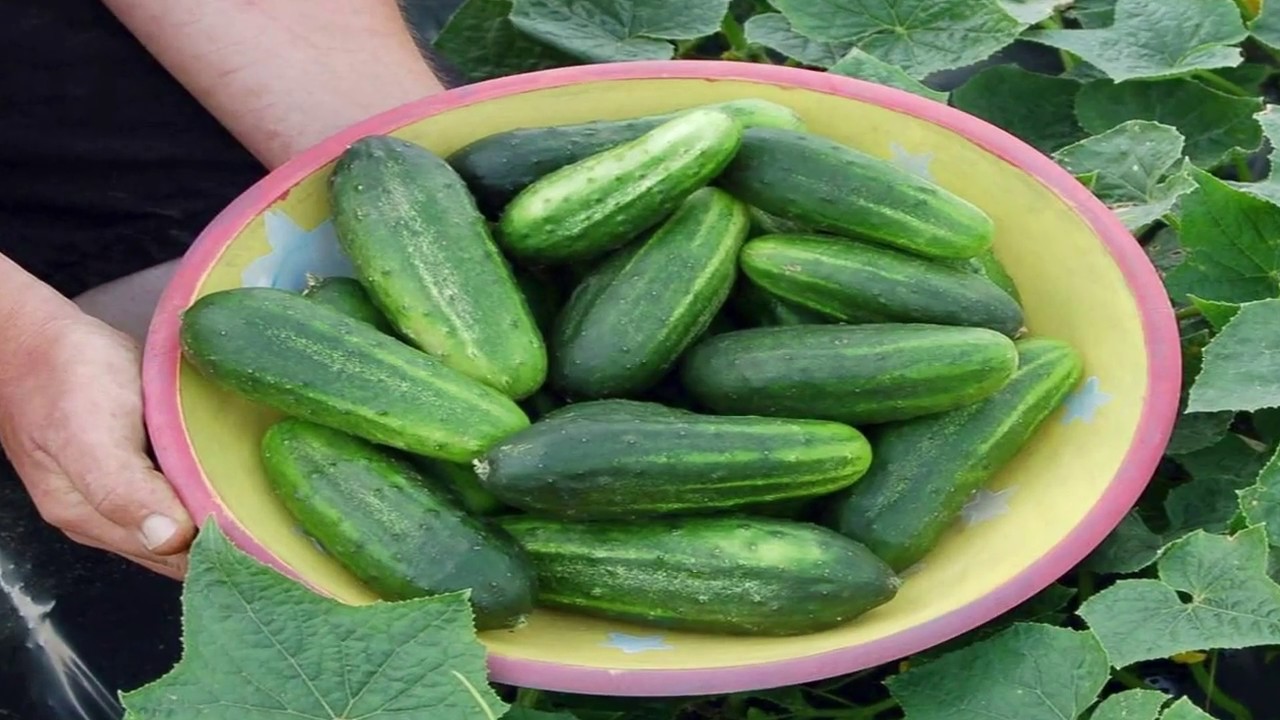 How to Grow Your Own Cucumbers Organically  Gardening Tips