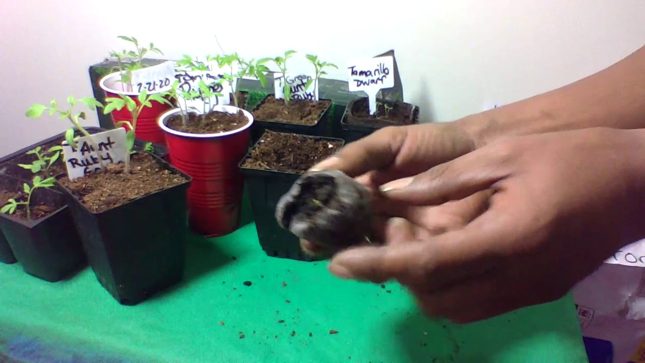 GROW TOMATOES NOW  From Seed to Plant  Quick Guide  Gardening For Beginners 2020  Grow Your Food