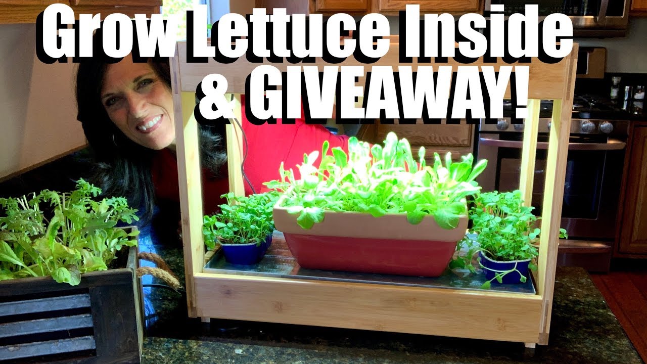 How to Grow Lettuce Indoors in the Winter  // Indoor Garden Series ?