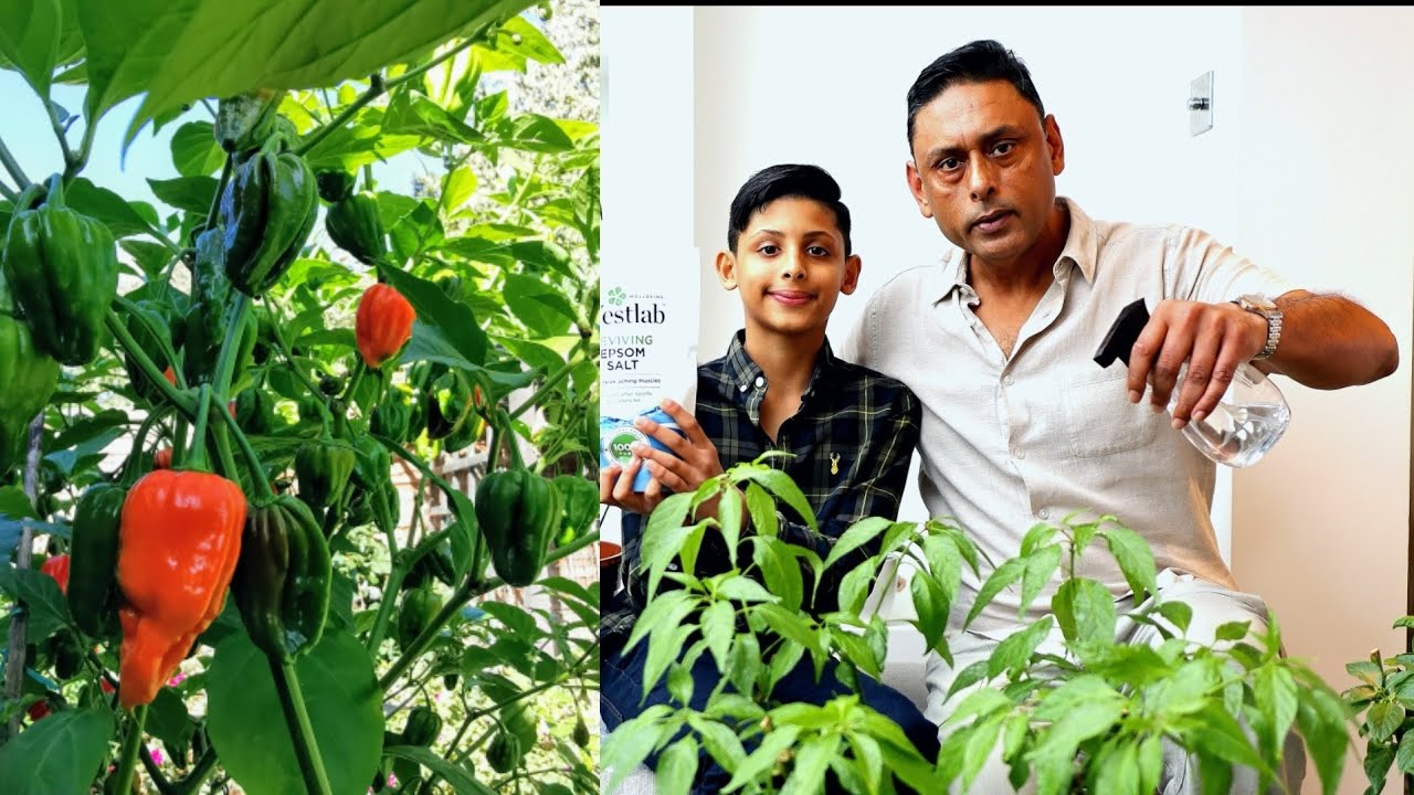 How To Care For Chilli Plant | Gardening Tips For Hot Peppers