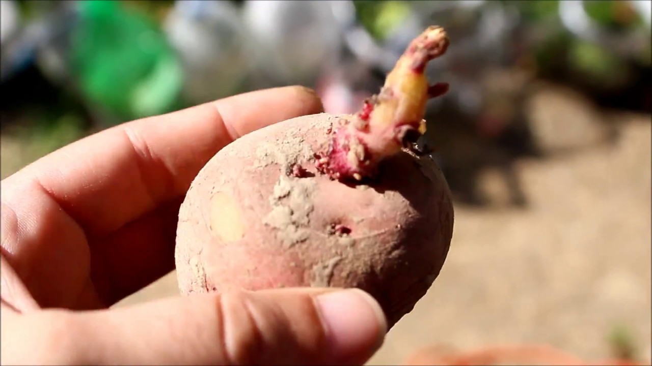 Planting Potatoes and Building a Trellis Gardening for Beginners Organic Food Garden Easy to Grow