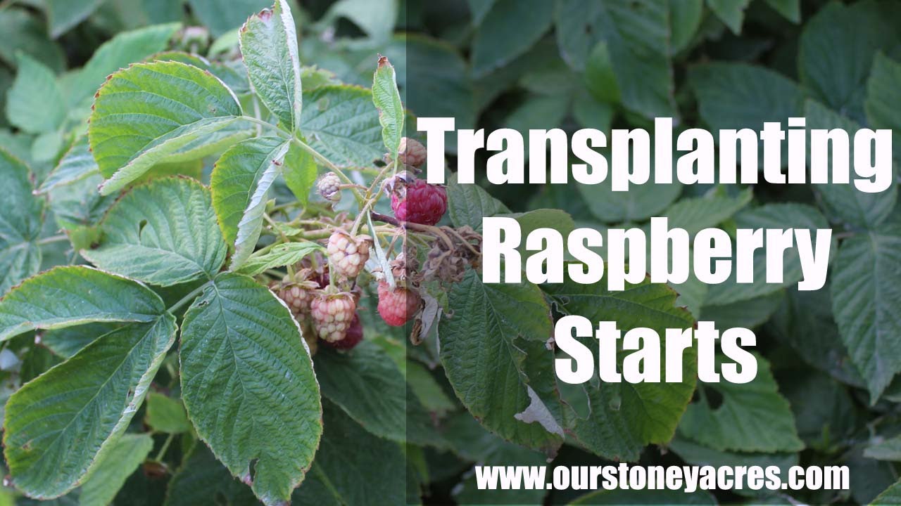Gardening Tips:  Transplanting Raspberries (Ep 9)