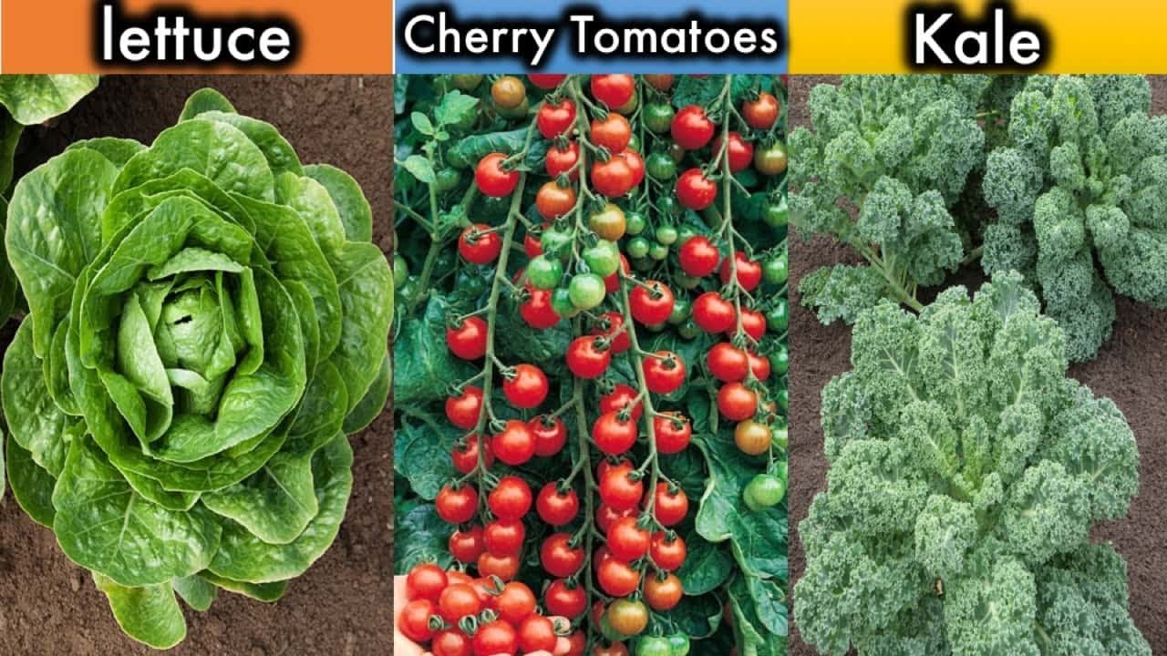 6 Vegetables That Grow Well In Shade. Perfect For Balcony Gardening