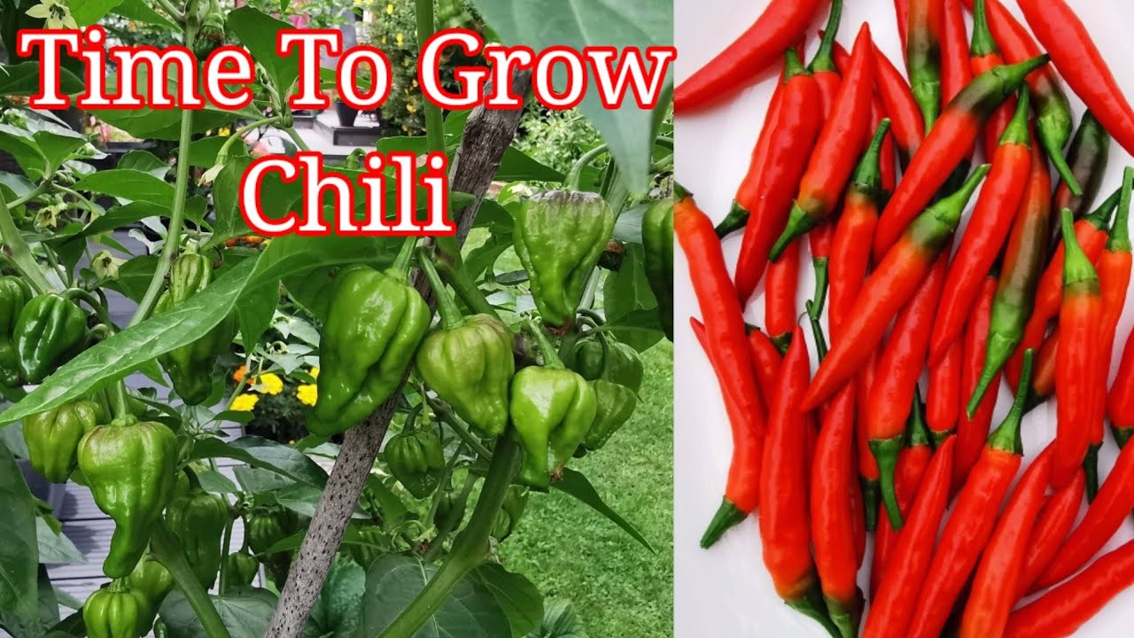 Time To grow chilli | Gardening Tips For Vegetables